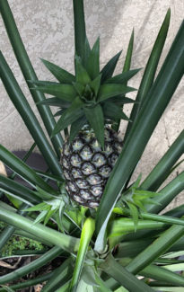 RAD IDEA: Find Your Pineapple