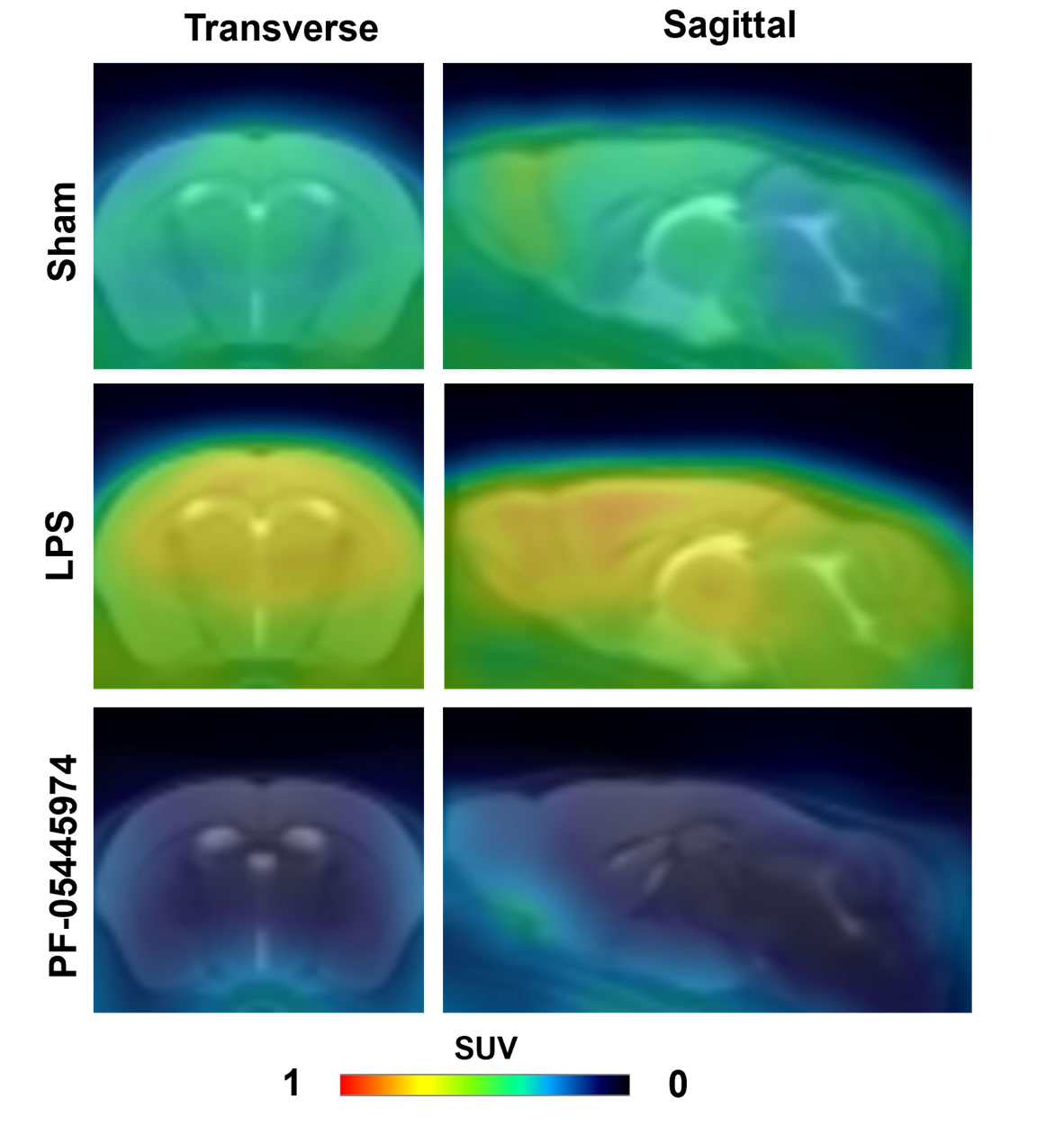 Figure 1. Representative PET images in mouse model with 18F-PDE-1905.