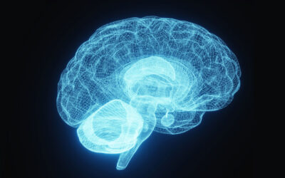 More Muscle, Less Belly Fat Slows Brain Aging